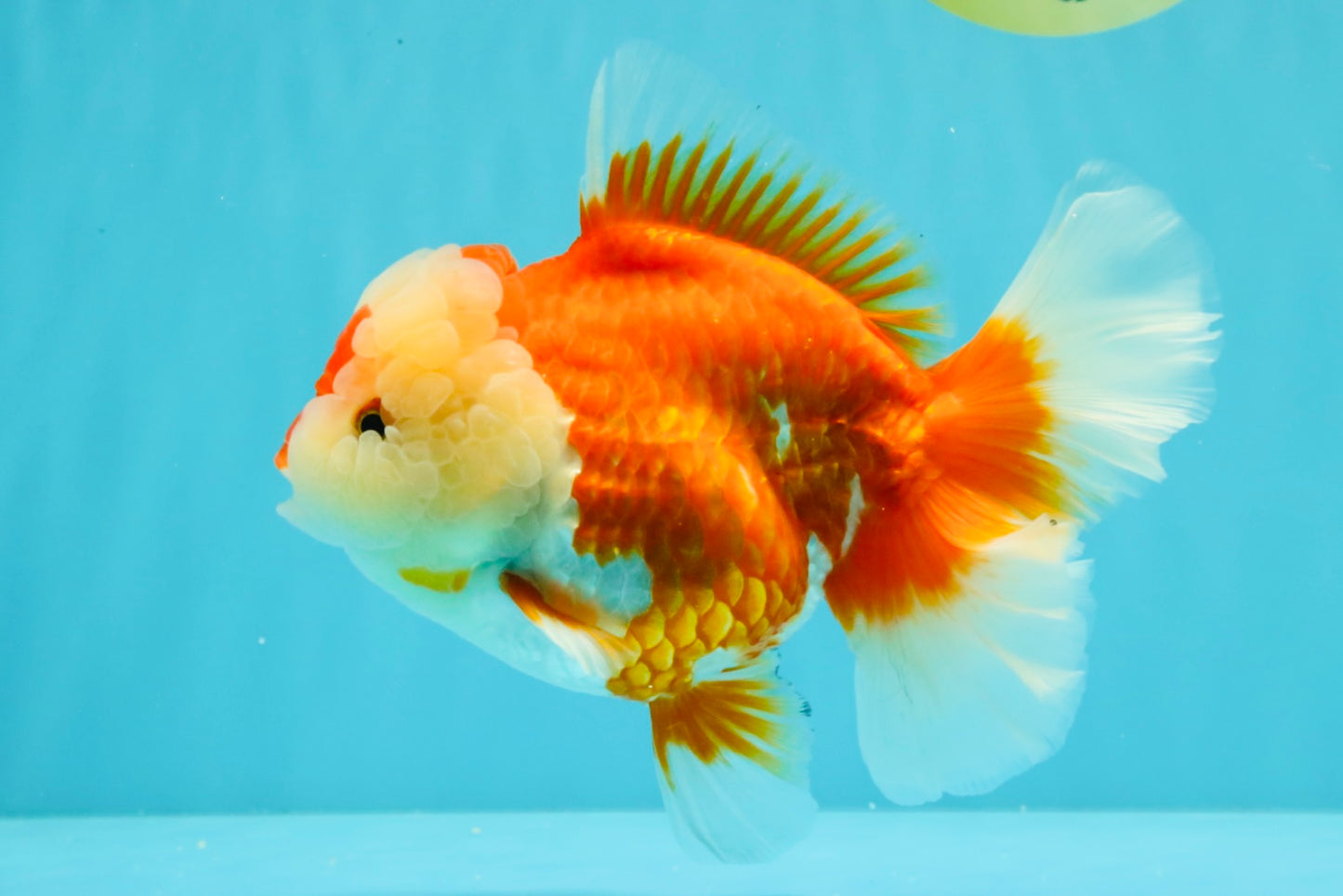 AAA Grade Red White Oranda Female 6-6.5 inches #032026OR_07