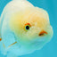 👶 Baby Lipstick Lemonhead Lionchu Male 3.5 inches #0216LC_09