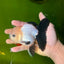 SPECIAL Panda Button Eyes Oranda Male 5 inches #041026OR_11