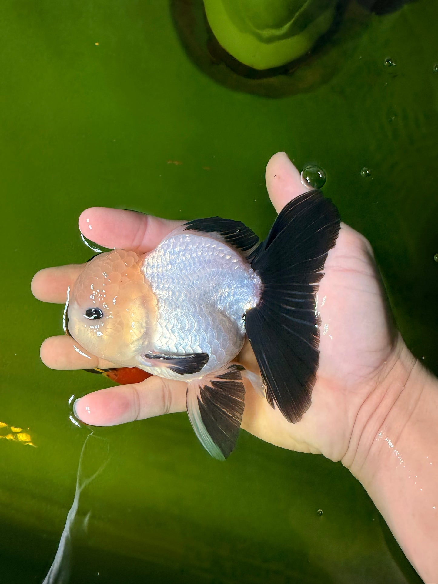 SPECIAL Panda Button Eyes Oranda Male 5 inches #041026OR_11