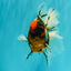CHUNKY AAA Grade Calico Oranda Male 6-6.5 inches #070626OR_17