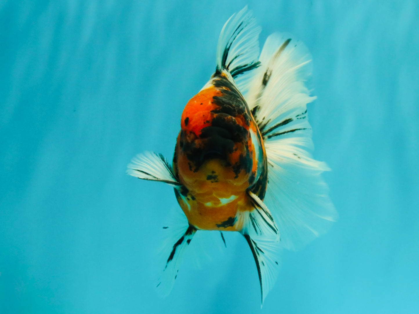 CHUNKY AAA Grade Calico Oranda Male 6-6.5 inches #070626OR_17