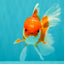 A Grade Red White Oranda Male 5-5.5 inches #091826OR_08
