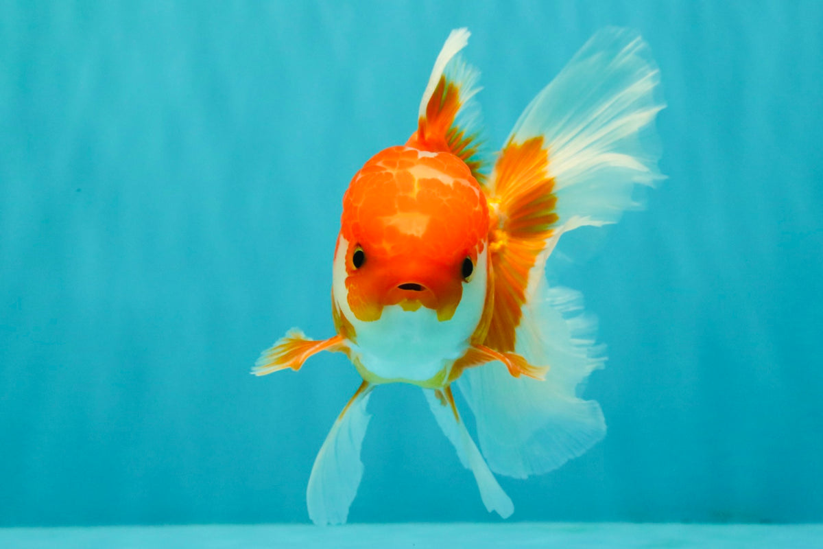 A Grade Red White Oranda Male 5-5.5 inches #091826OR_08