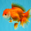 CHUNKY A Grade Red White Oranda Male 6 inches #040326OR_15