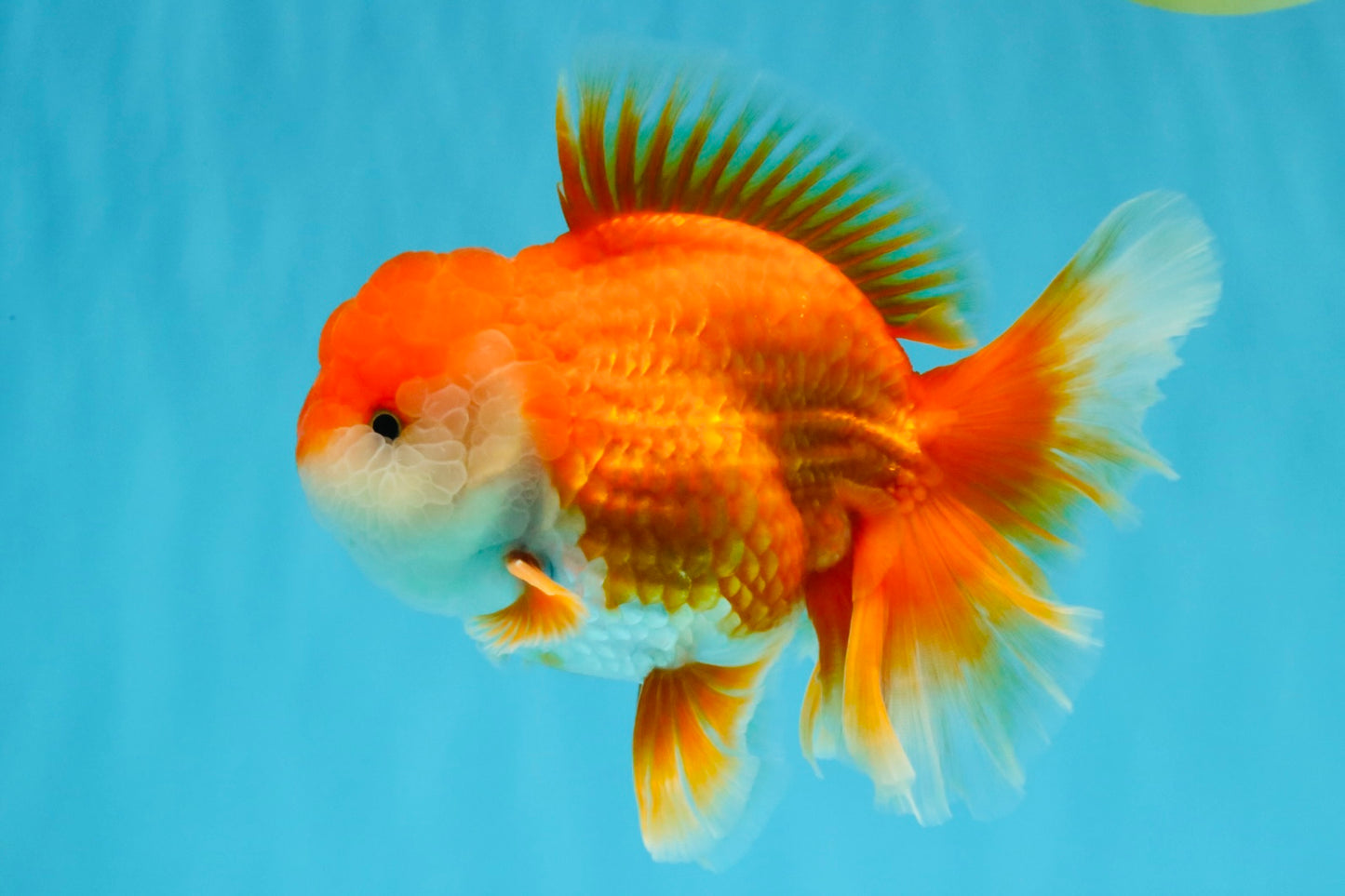 CHUNKY A Grade Red White Oranda Male 6 inches #040326OR_15
