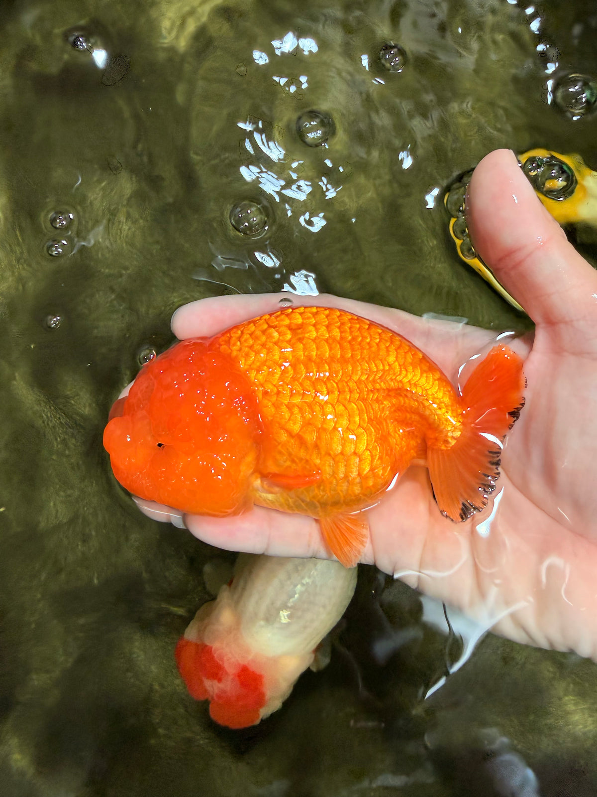 Red Lionchu Female 4.5-5 Inches #100226LC_17