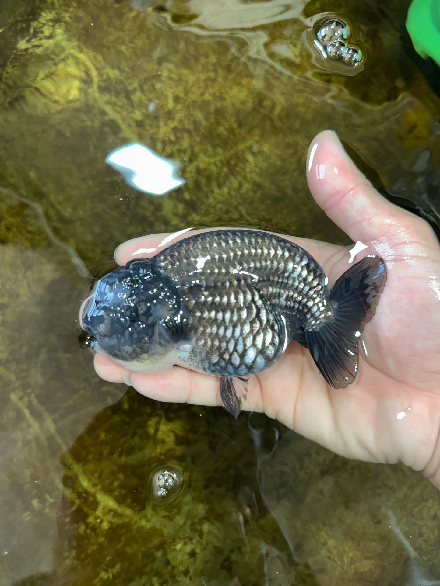 AAA Grade CHONKY Blue LionQueen 4.5 inches #100325LC_10