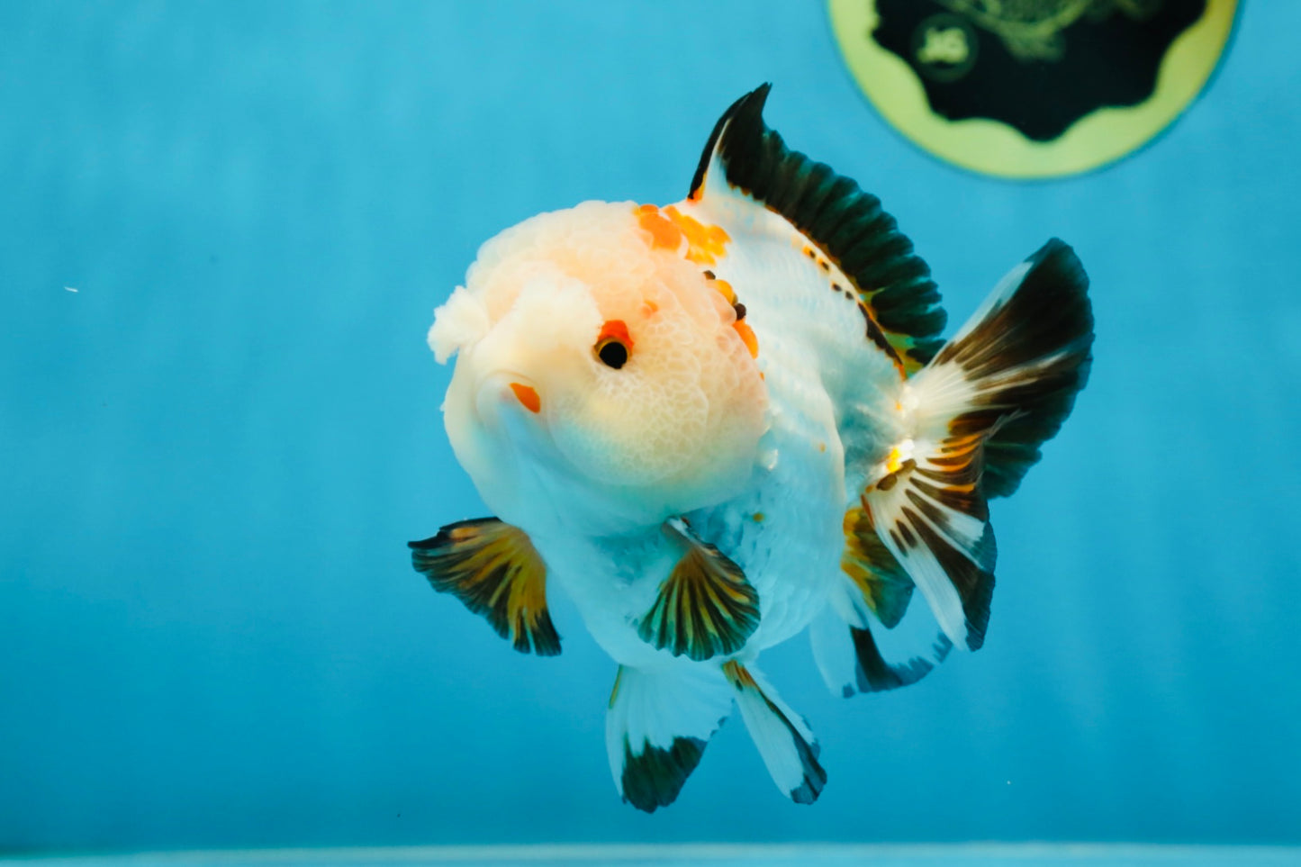 A Grade Pompom Tricolor Yuanbao Male 4 inches #052325YB_27