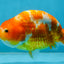 Sakura Chinese Ranchu Female 5 inches #120525RC_06