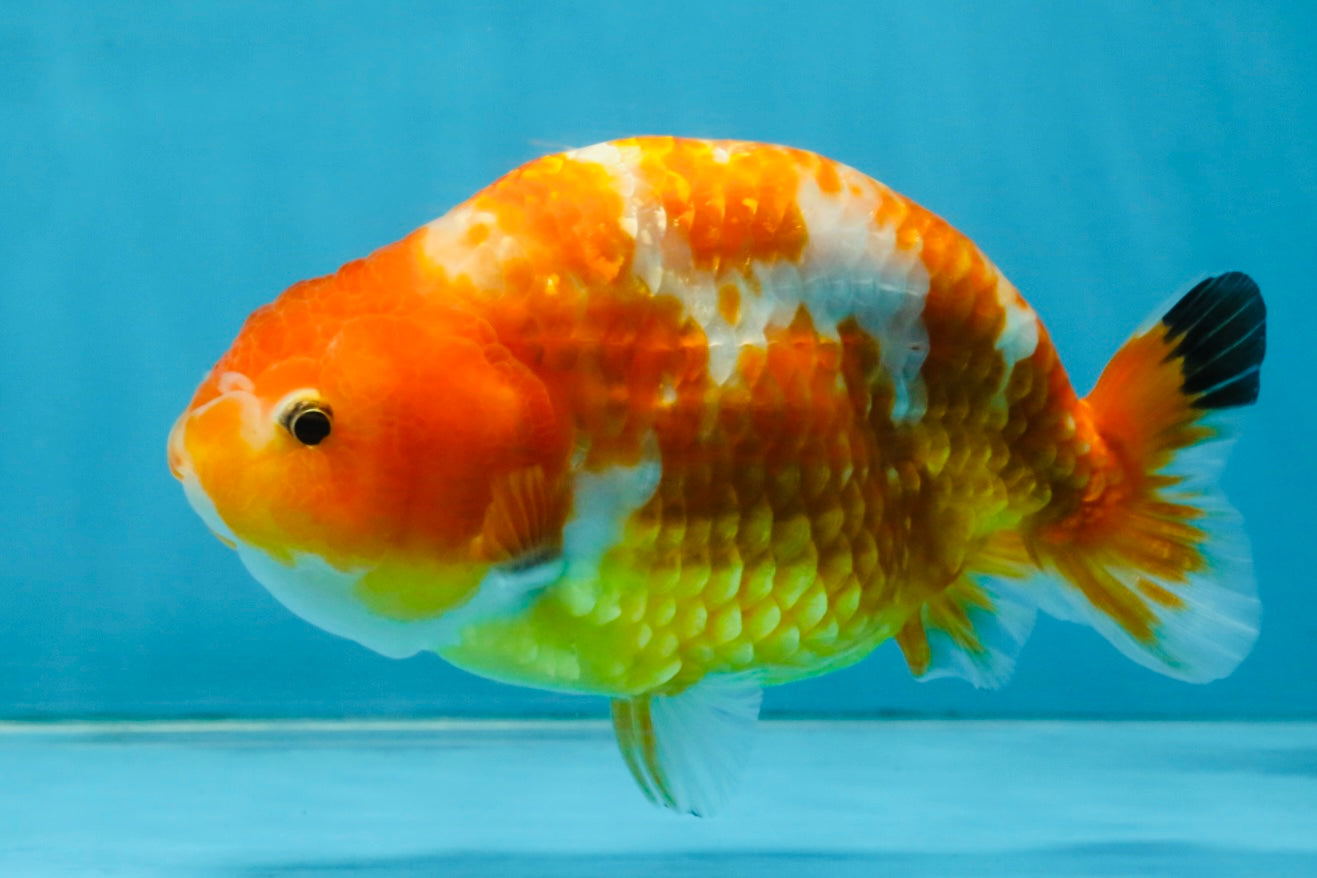 Sakura Chinese Ranchu Female 5 inches #120525RC_06