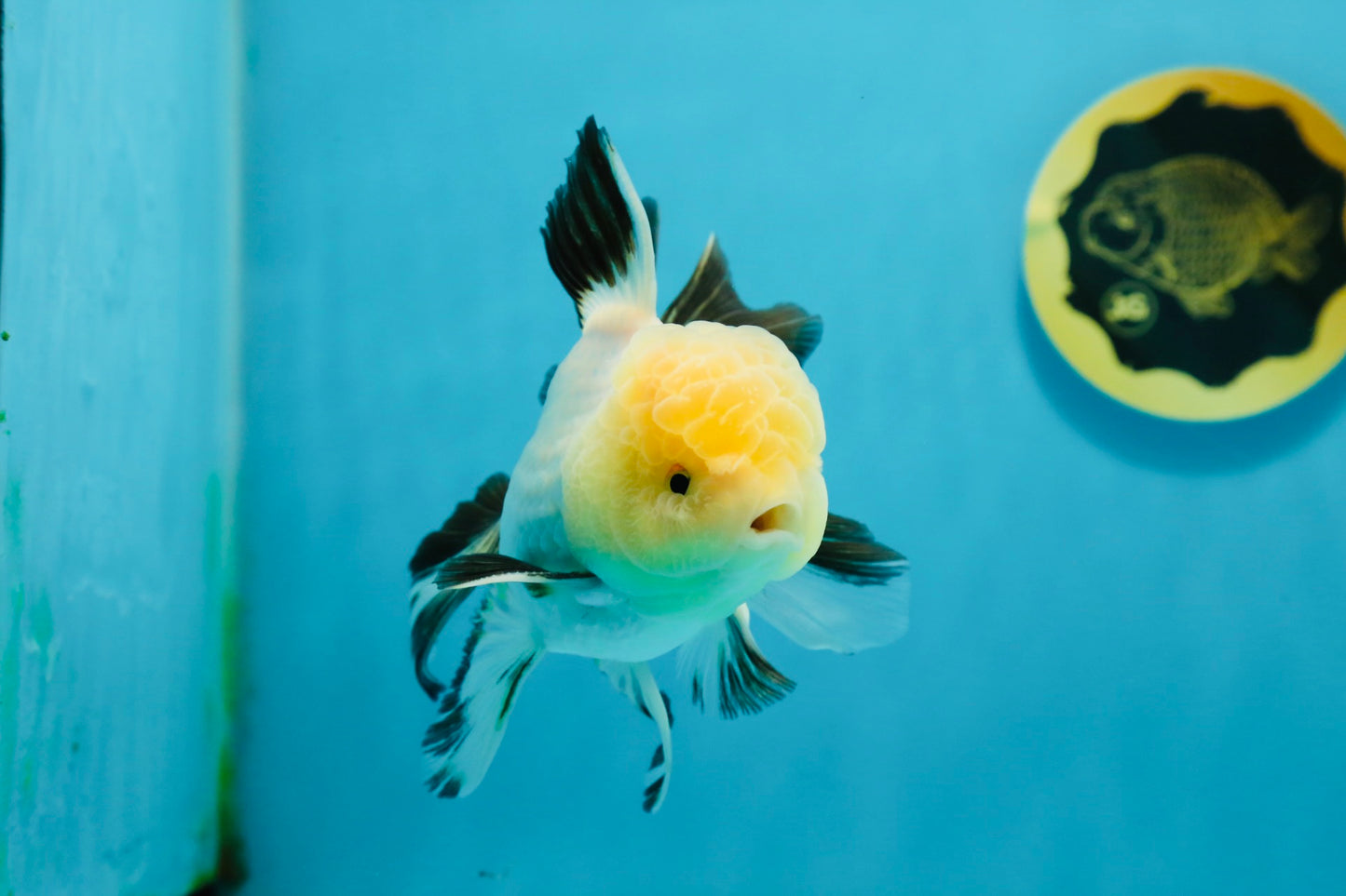 A Grade Lemonhead Oranda Male 5 inches #120624OR_08