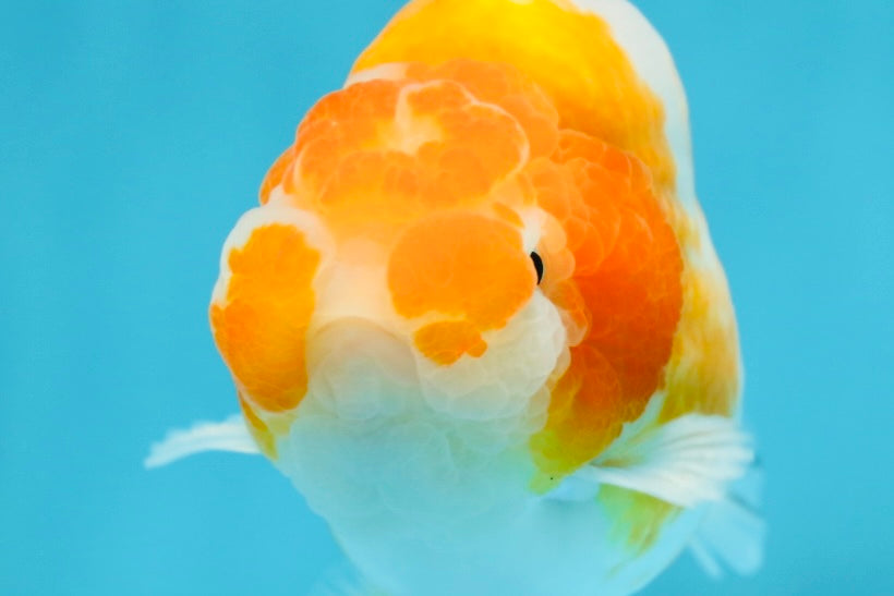 A Grade Sakura LionKing 4.5 inches #052325LC_13