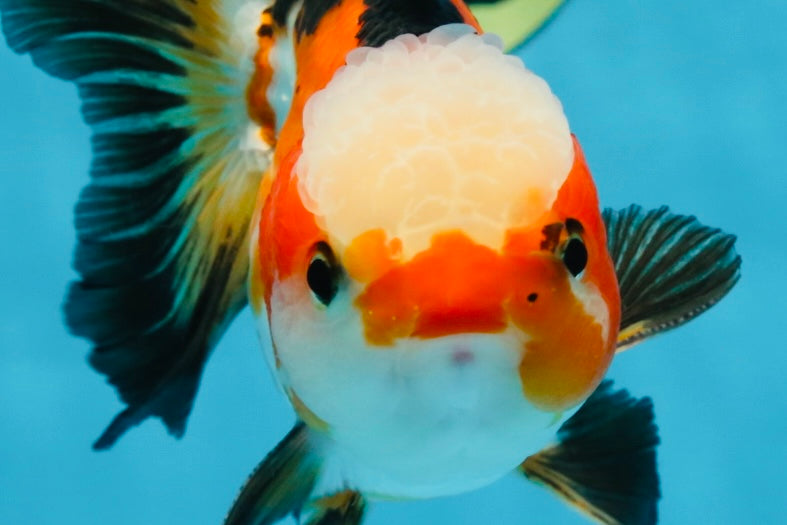 UNIQUE Tricolor Oranda Male 5 inches #100325OR_21