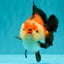SUPER CUTE AAA Grade Tricolor Yuanbao Male 5 inches #071026YB_17
