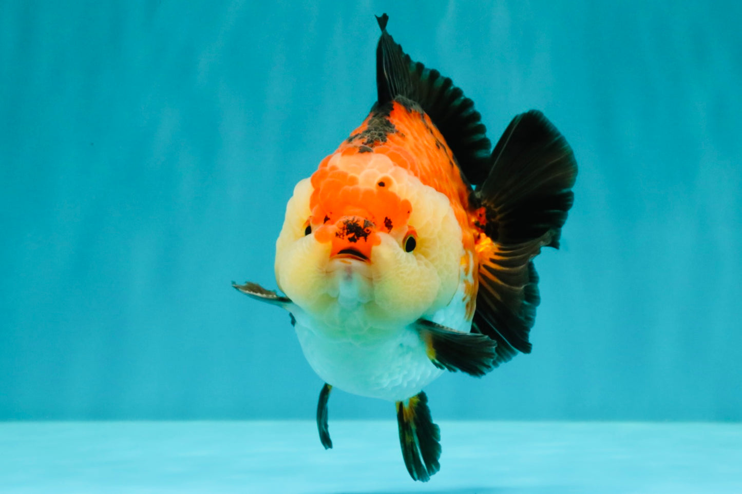 SUPER CUTE AAA Grade Tricolor Yuanbao Male 5 inches #071026YB_17