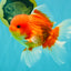 A Grade Red White Oranda Male 5.5 inches #080726OR_08