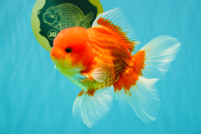 A Grade Red White Oranda Male 5.5 inches #080726OR_08