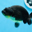 AAA Grade Black Gold Special Buffalo Ranchu 3.5-4 inches #0706RC_30