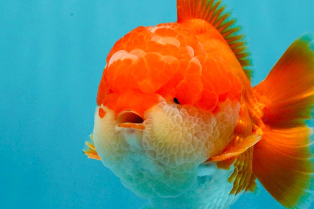 SUPER CUTE AAA Grade Godzilla Red White Yuanbao Male 5.5 inches #030626YB_09