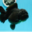AAA Grade Super Chunky Solid Black Yuanbao Female 5 inches #0503YB_40