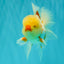 CHICKIE A Grade Red White Oranda Male 6 inches #090426OR_12