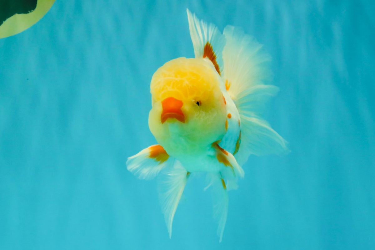 CHICKIE A Grade Red White Oranda Male 6 inches #090426OR_12