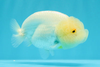 A Grade Dragon Head White LionQueen 4-4.5 inches #022726LC_23