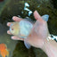 A Grade Snow White Oranda Male 5.5 inches #070425OR_16