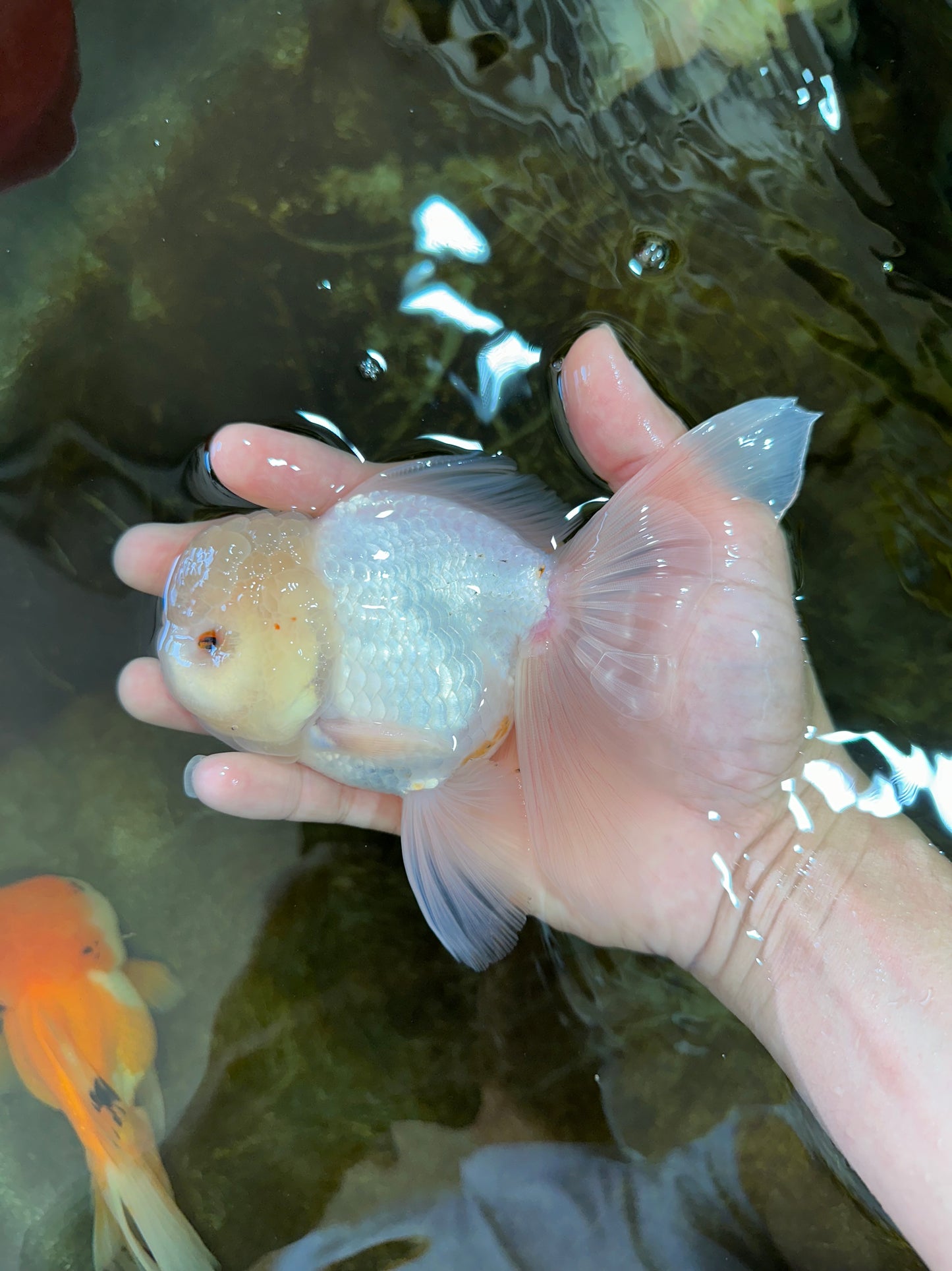 A Grade Snow White Oranda Male 5.5 inches #070425OR_16