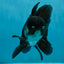 A Grade Panda Oranda Male 5.5 inches #060625OR_15
