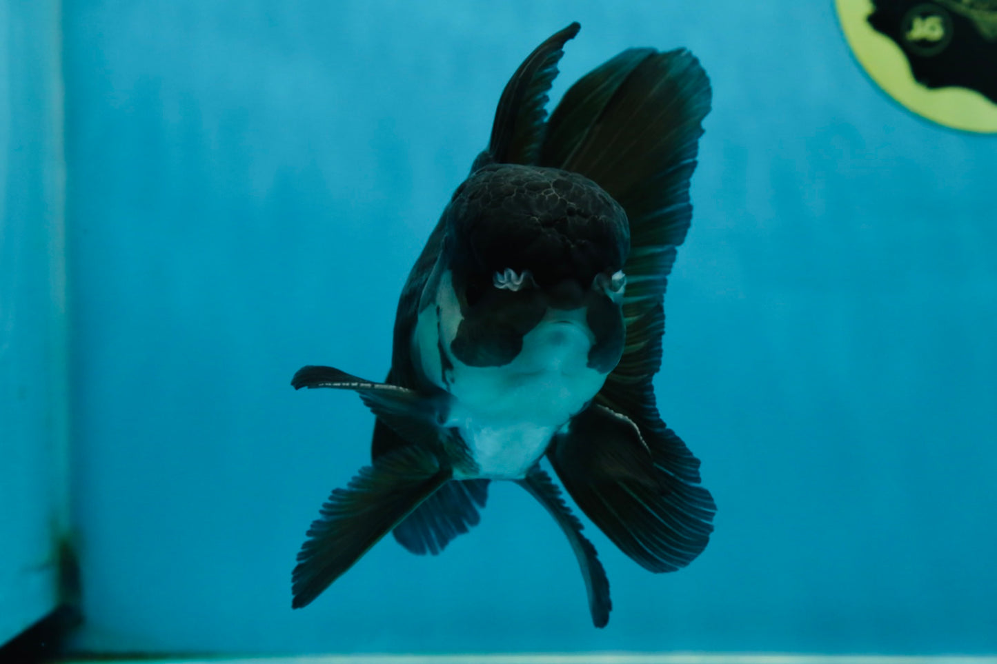 A Grade Panda Oranda Male 5.5 inches #060625OR_15