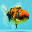 SPECIAL AAA Grade Tiger Oranda Male 5 inches #090426OR_03
