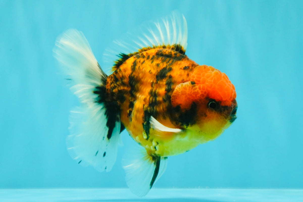 SPECIAL AAA Grade Tiger Oranda Male 5 inches #090426OR_03