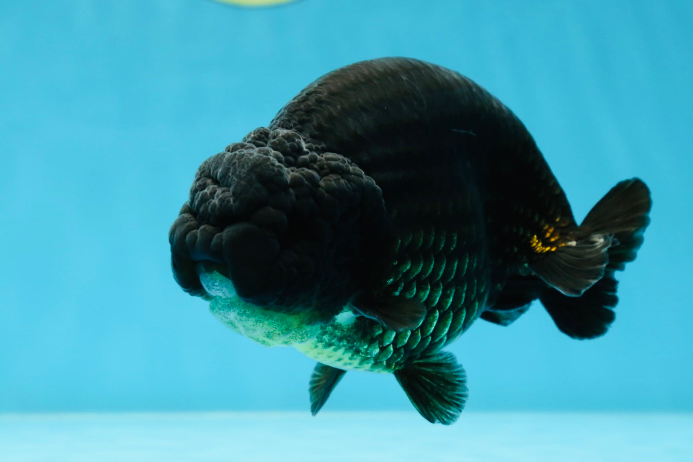 AAA Grade Strong Body Structure Godzilla Black LionKing 5-5.5 inches #051625LC_09