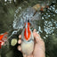 Marble Oranda Male 6.5 inches #050126OR_14
