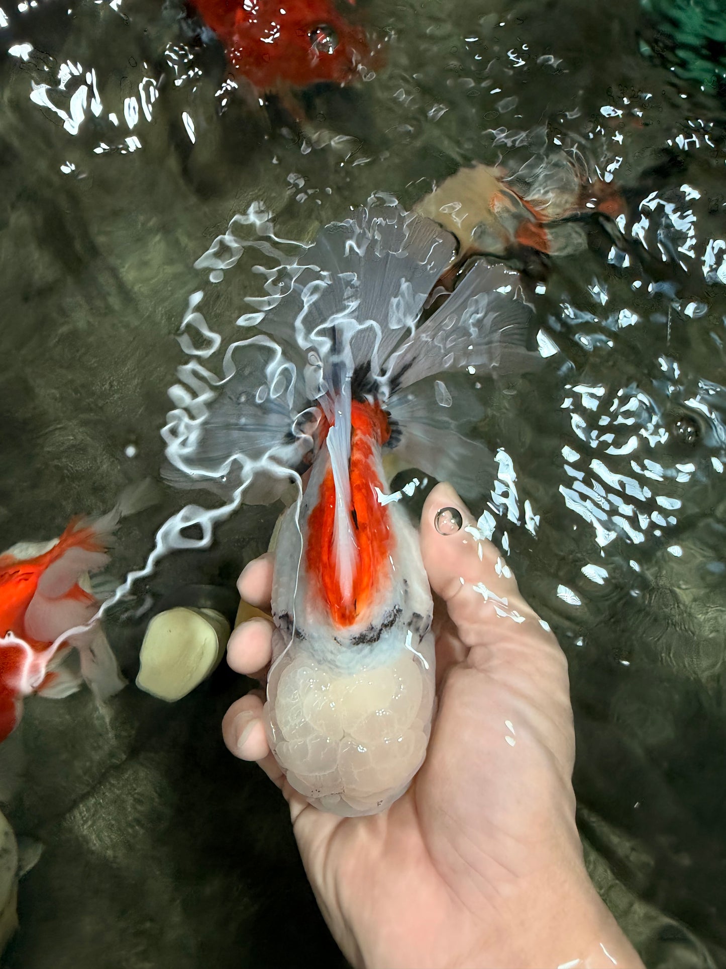 Marble Oranda Male 6.5 inches #050126OR_14