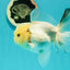 A Grade BULLDOG Lemonhead Oranda Male 4.5-5 inches #1018OR_22