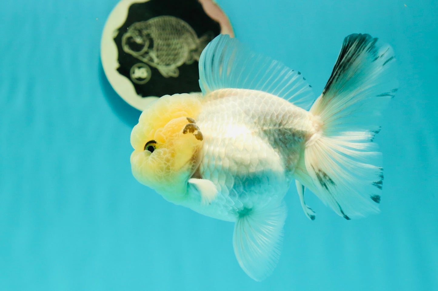 A Grade BULLDOG Lemonhead Oranda Male 4.5-5 inches #1018OR_22