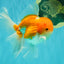 A Grade Red White Oranda Male 5.5 inches #081426OR_08