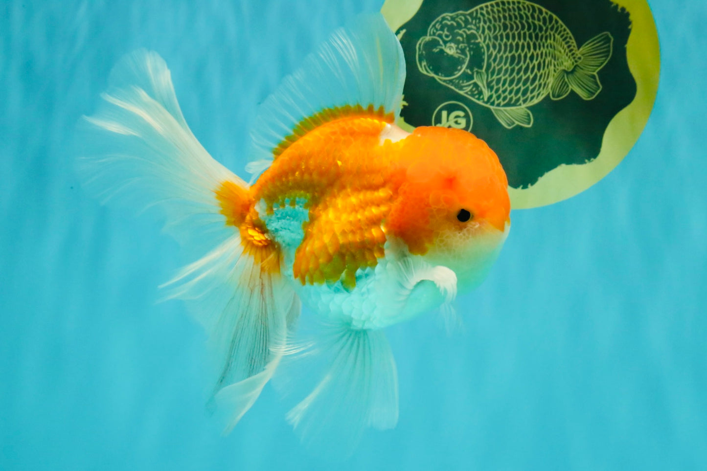 A Grade Red White Oranda Male 5.5 inches #081426OR_08