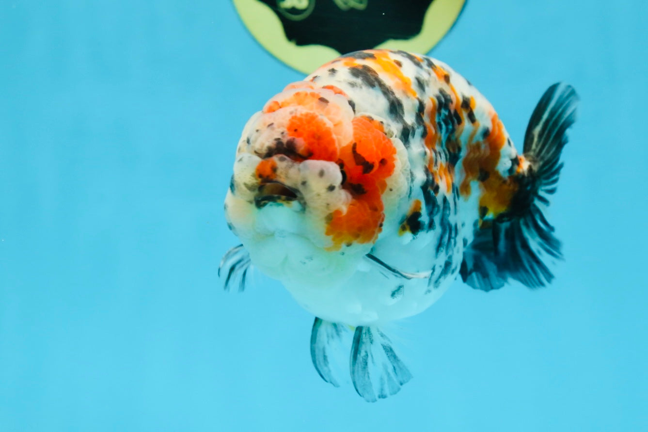 AAA Grade Special Calico LionKing 4.5-5 inches #101025RC_21