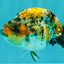 AAA Grade Special Tricolor Tiger Ranchu Male 4.5-5 inches #062626RC_08