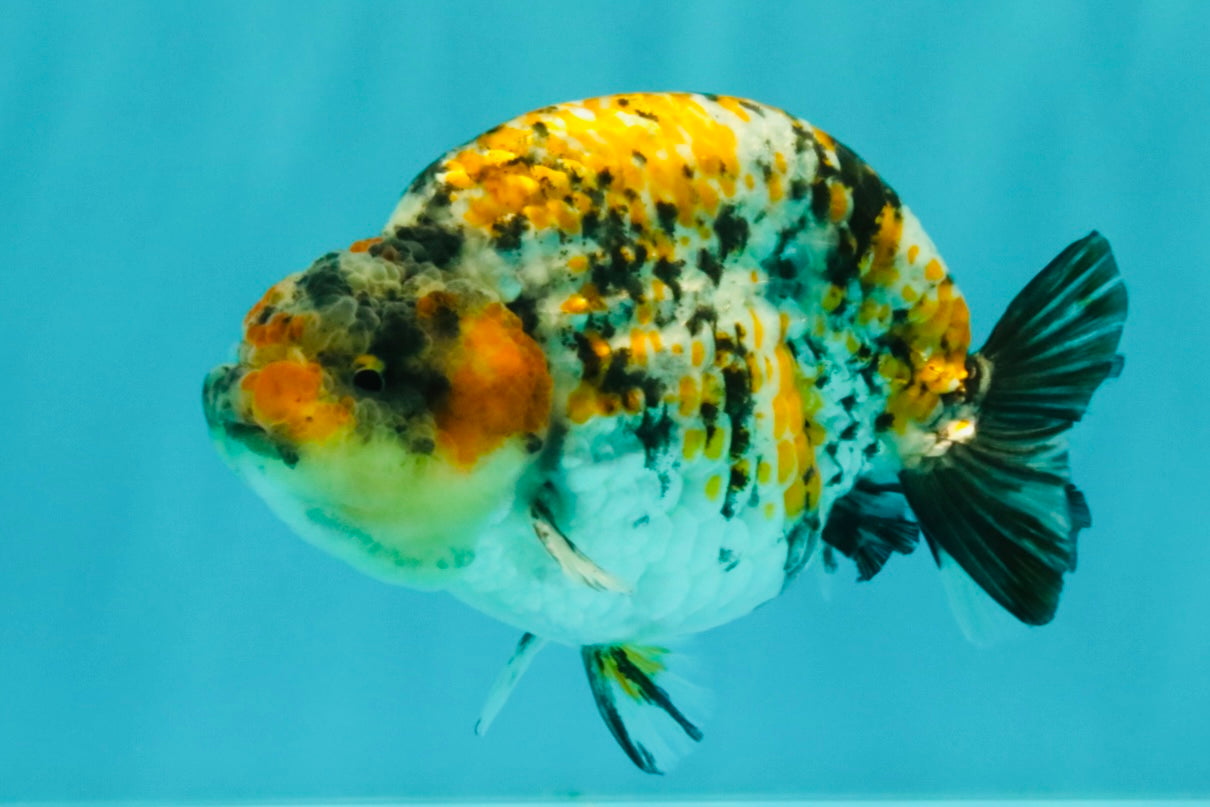 AAA Grade Special Tricolor Tiger Ranchu Male 4.5-5 inches #062626RC_08