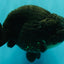 CHUBBY A Grade Black LionQueen 6 inches #101626LC_22