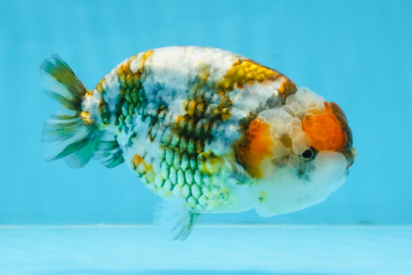 A Grade Calico Blue Base LionQueen 5 inches #103125LC_17