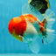 AAA Grade Godzilla Kohaku Sakura Oranda Male 5-5.5 inches #050925OR_56