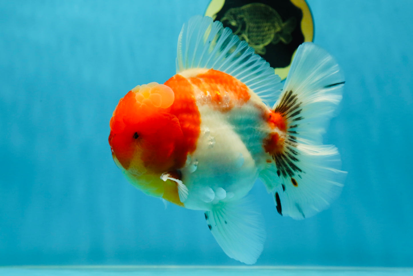 AAA Grade Godzilla Kohaku Sakura Oranda Male 5-5.5 inches #050925OR_56