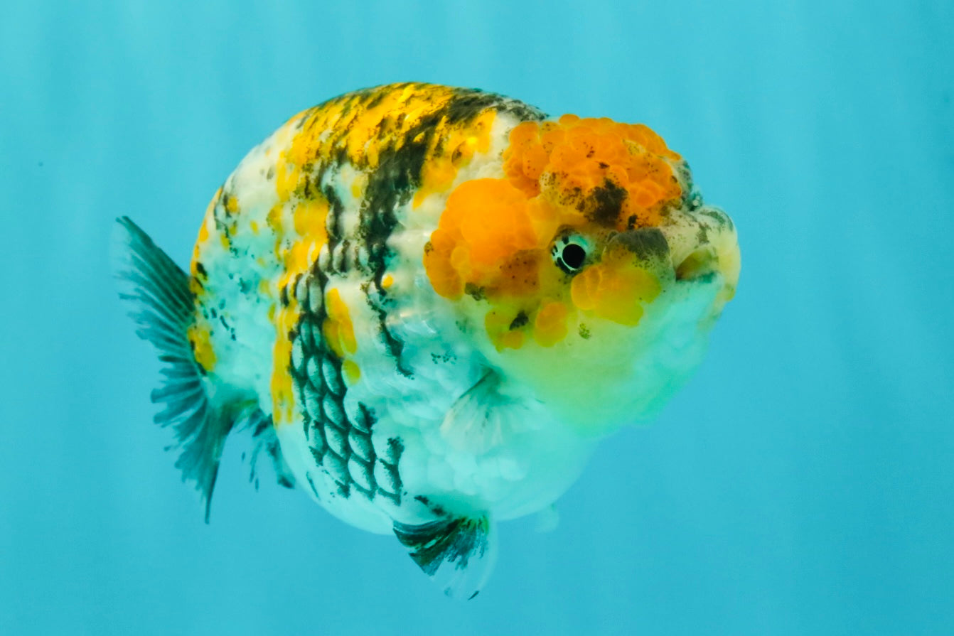 CHUBBY AAA Grade Chonky Special Tricolor Tiger LionQueen Female 4-4.5 inches #061926LC_12