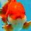 AAA Grade Red White Oranda Male 6 inches #080125OR_12
